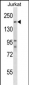 SUPT5H Antibody (Center)